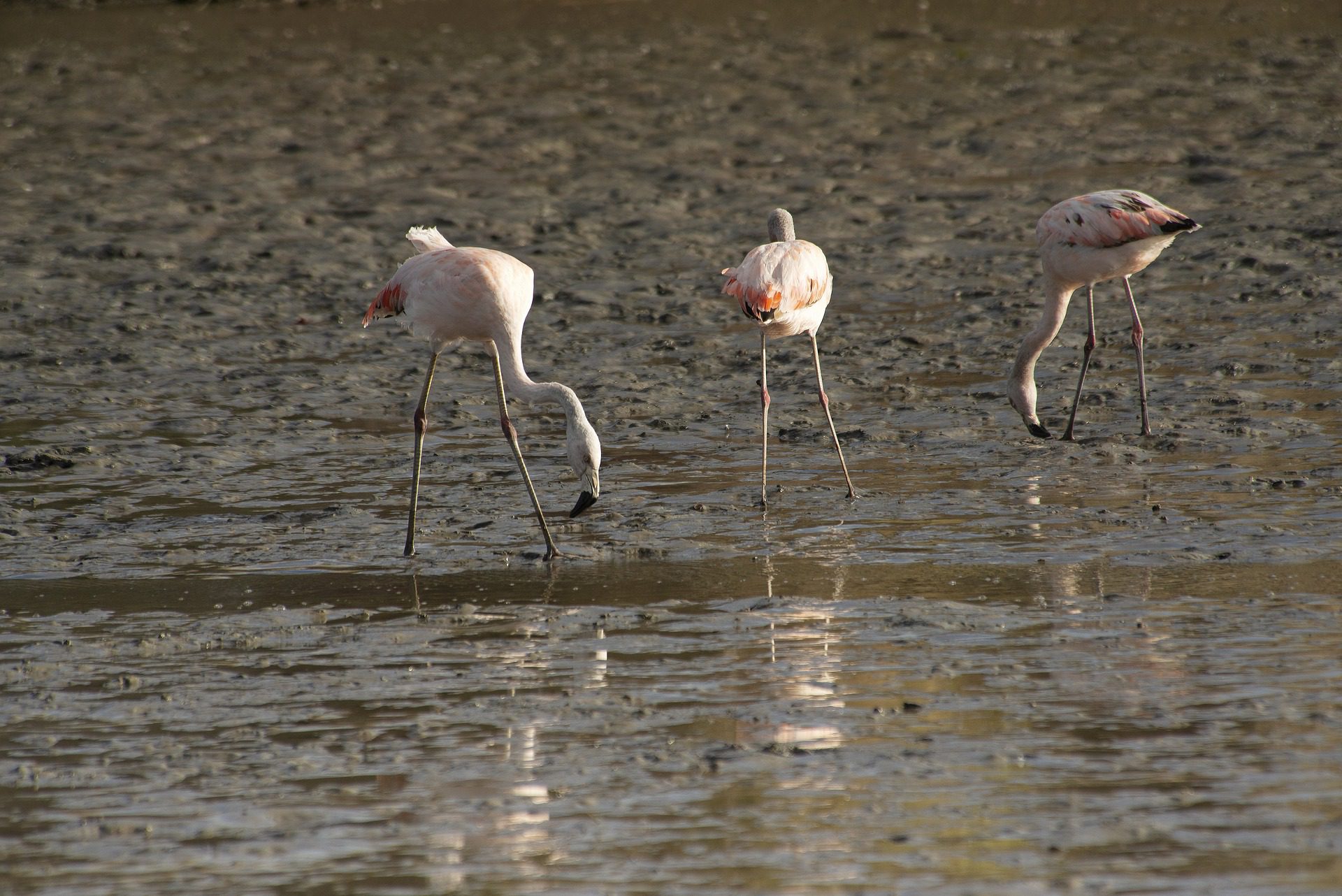 Excursion to Albufera Natural Park