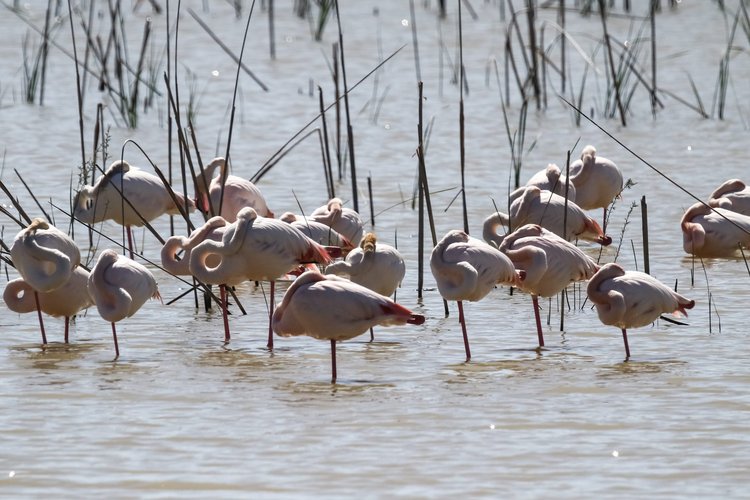 Excursion to Doñana National Park and visit to the village of El Rocío from Seville