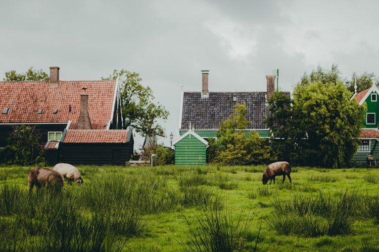Excursion to Volendam, Marken, Edam and Zaanse Schans Windmills