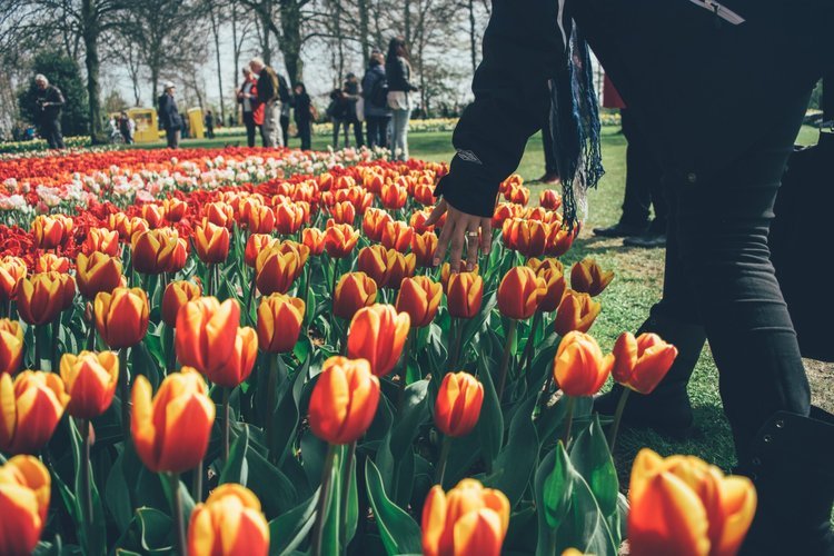 Keukenhof Tour from Amsterdam