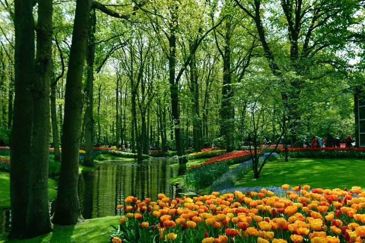 Keukenhof Tour from Amsterdam