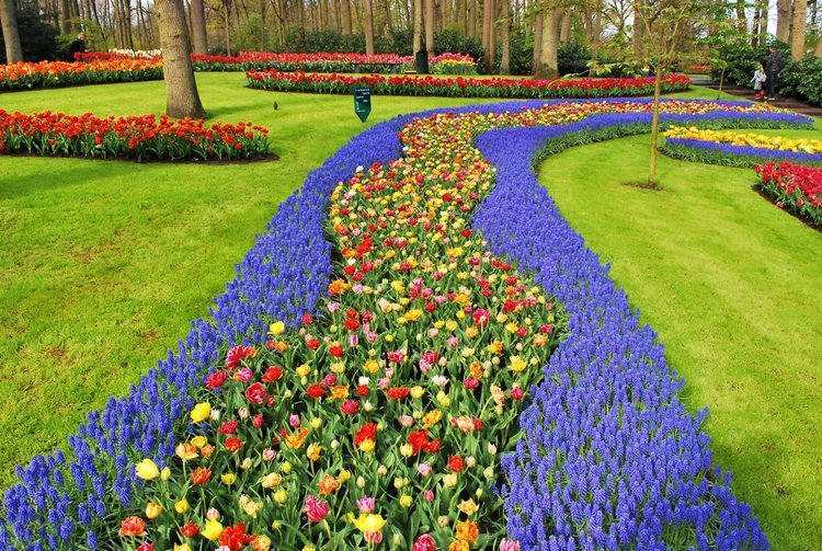Keukenhof Tour from Amsterdam