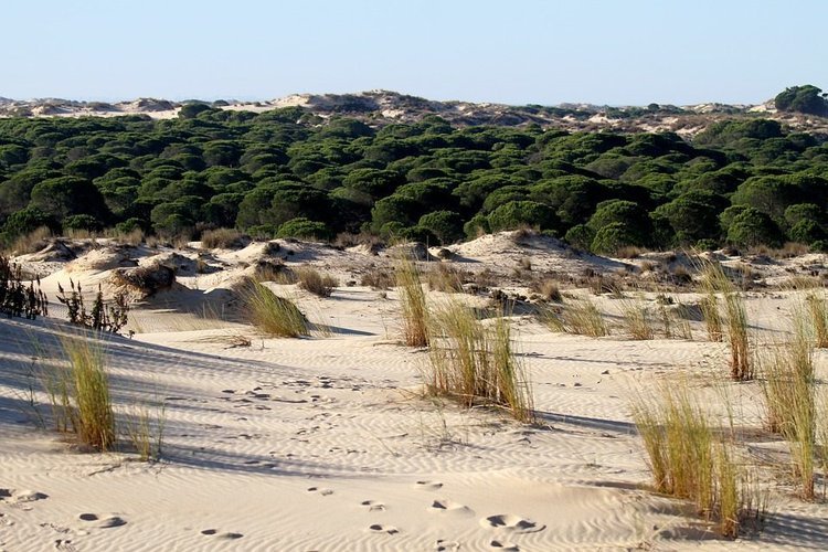 Excursión en 4x4 al Parque Nacional de Doñana y aldea del Rocío desde Sevilla