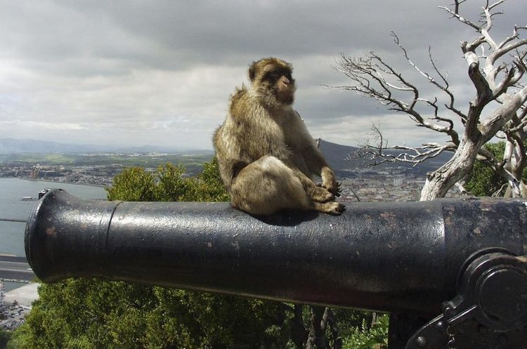 Gibraltar Excursion from Málaga and the Costa del Sol with a Visit to the Rock