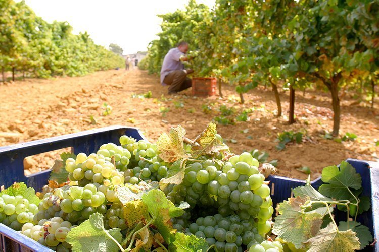 Visita a una bodega + Cata de Vino en Cádiz